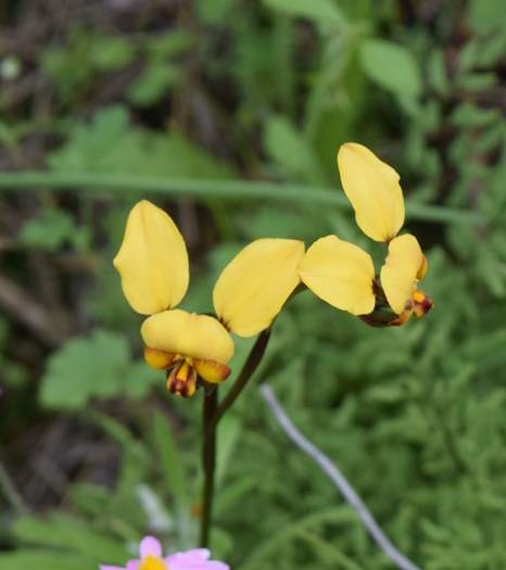 Diuris - Orchid-donkey-Caron-Dam-Sep-2018p0004.JPG